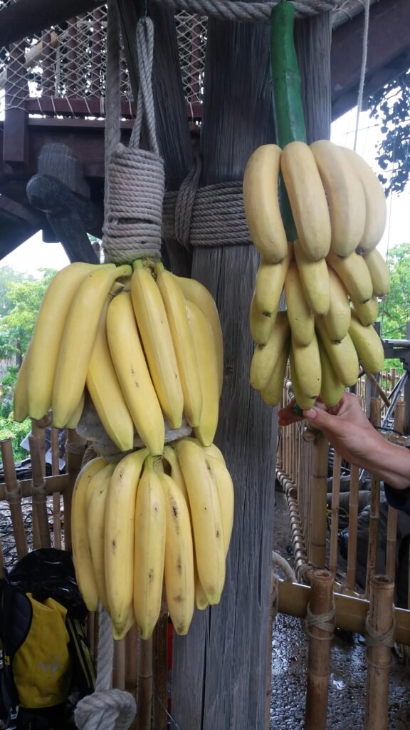 L&rsquo;Arbre de Robinson — Disneyland Paris